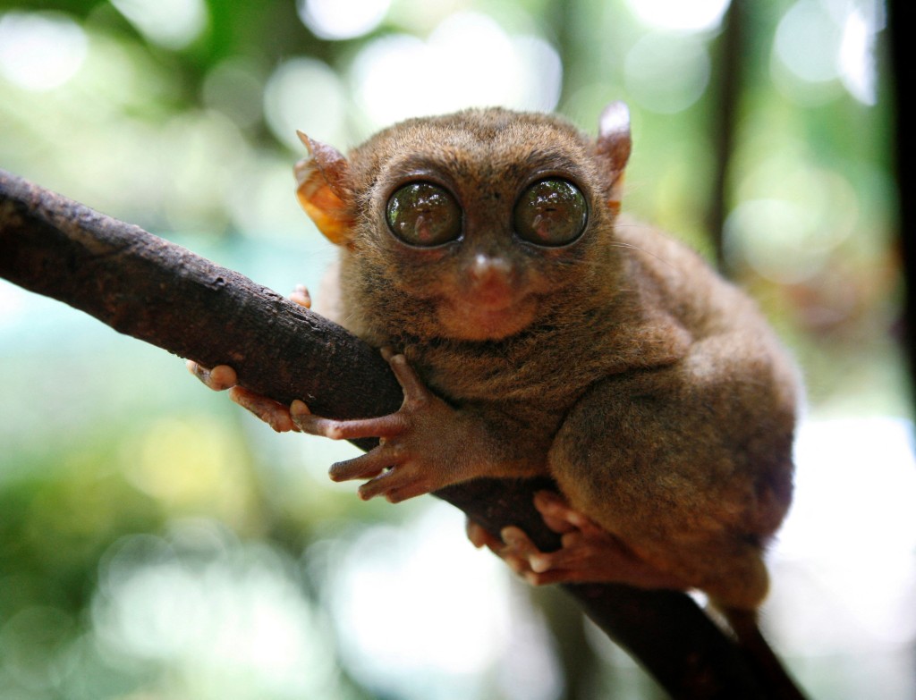 The world’s smallest primate, the tarsier