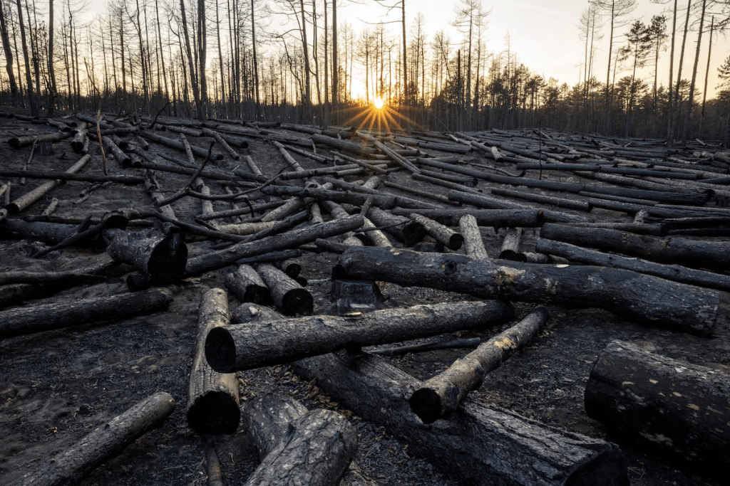Burnt-out tress that were then cut down lie on the ground after a wildfire in Deliblatska Pescara, near the village of Grebenac, Serbia, September 17, 2026. REUTERS/Marko Djurica/File Photo 
