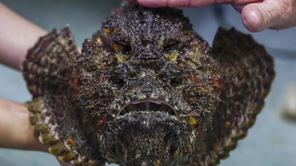 The stonefish is the world’s most venomous fish © DAVID GRAY / AFP The stonefish is the world’s most venomous fish © DAVID GRAY / AFP