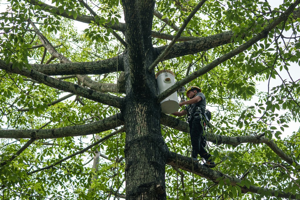 This picture taken on July 28, 2025 shows urban animal habitat designer Harry Wong climbing up a cotton tree at Victoria Park in Causeway Bay, Hong Kong, to install an artificial nest box for yellow-crested cockatoos. (Photo by YAN ZHAO / AFP) 