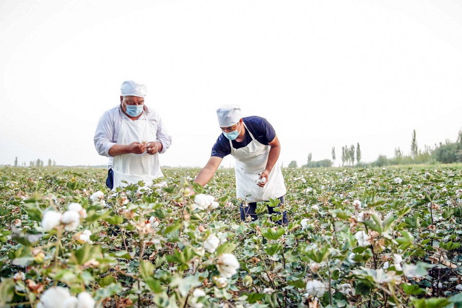 Rehman Rayim picks cotton in Bachu county in Kashgar prefecture, in northwest China's Xinjiang on September 17, 2020. Rehman Rayim picks cotton in Bachu county in Kashgar prefecture, in northwest China's Xinjiang on September 17, 2020.