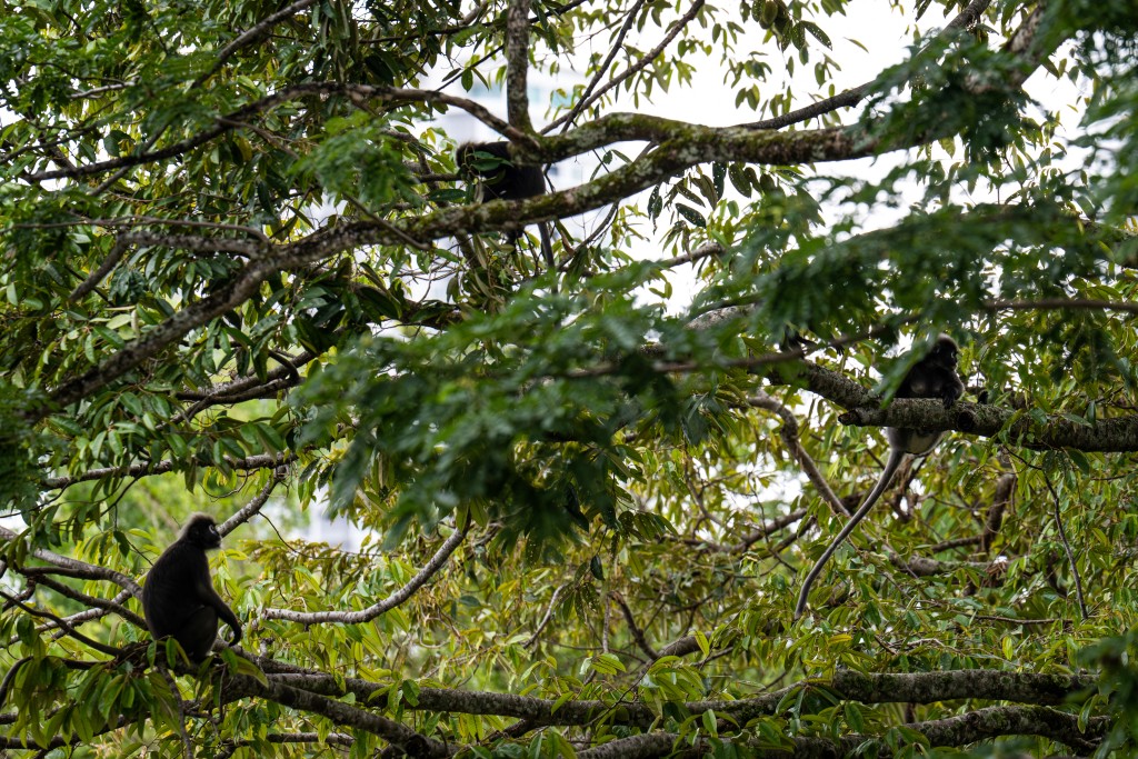 Photo by MOHD RASFAN / AFP  This picture taken on April 9, 2026 shows dusky langurs resting in a tree before crossing an artificial canopy bridge called 'Numi's Crossing' along Lembah Permai Road in the Tanjung Bungah area of George Town on Malaysia's Penang Island.