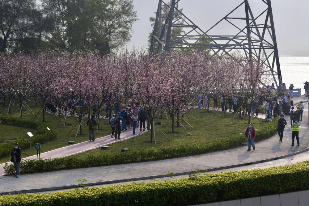 Cherry blossom trees planted by the Airport Authority along Chek Lap Kok South Road.
