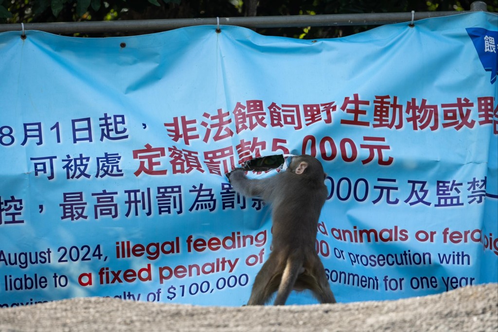 Disgruntled monkey tears down "No Feeding" banner in apparent protest. (Photo: Oasistrek/Threads)