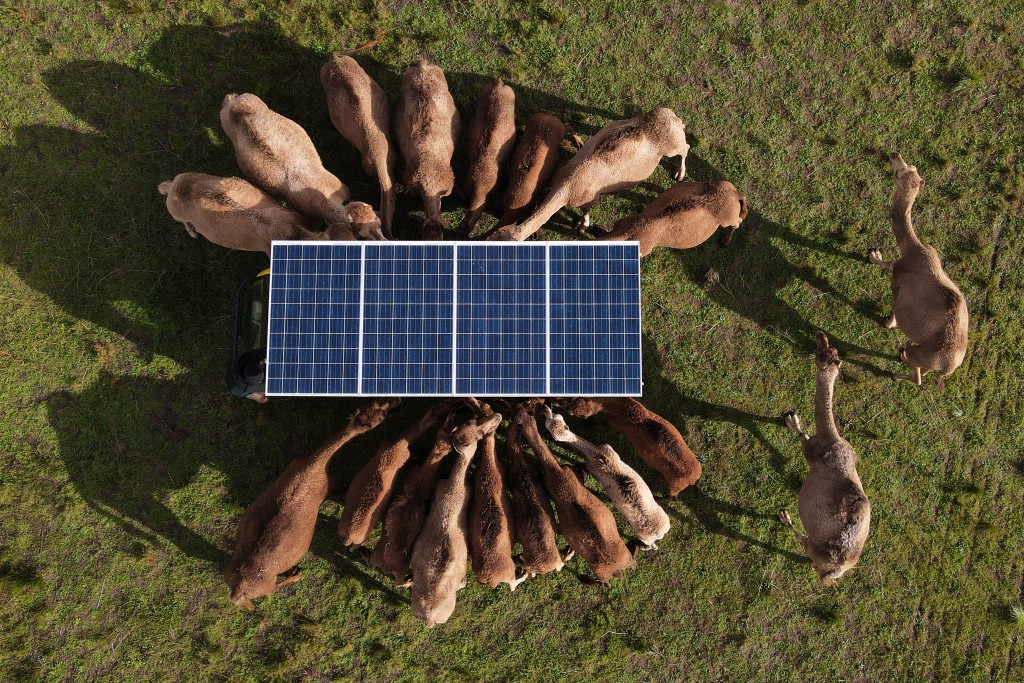 Photo by WILLIAM WEST / AFP  A photo taken on July 3, 2026 shows camels feeding on a camel dairy farm on the outskirts of the South Australian town of Robe.