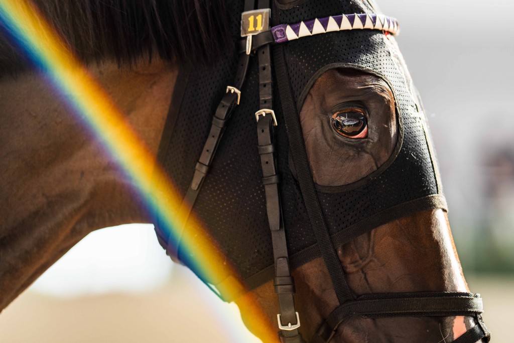 Kamunyak prepares to go out for the G1 Roses Stakes (@dk_horse1412) 