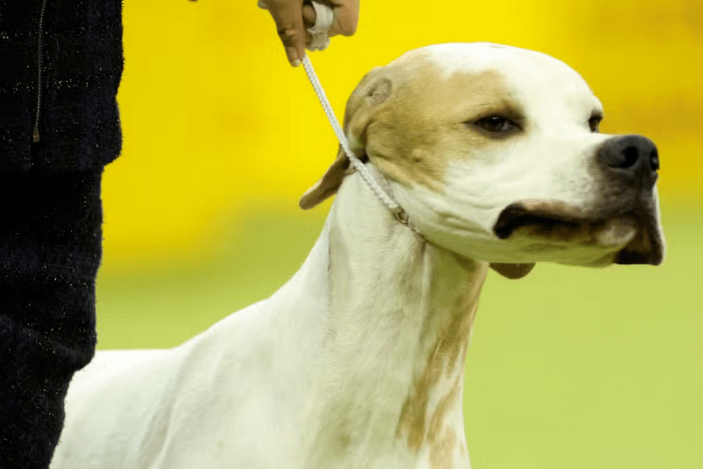 A dog and owner compete during the 149th Annual Westminster Kennel Club Dog Show at Madison Square Garden in New York City on February 11, 2025. Agence France-Presse A dog and owner compete during the 149th Annual Westminster Kennel Club Dog Show at Madison Square Garden in New York City on February 11, 2025. Agence France-Presse