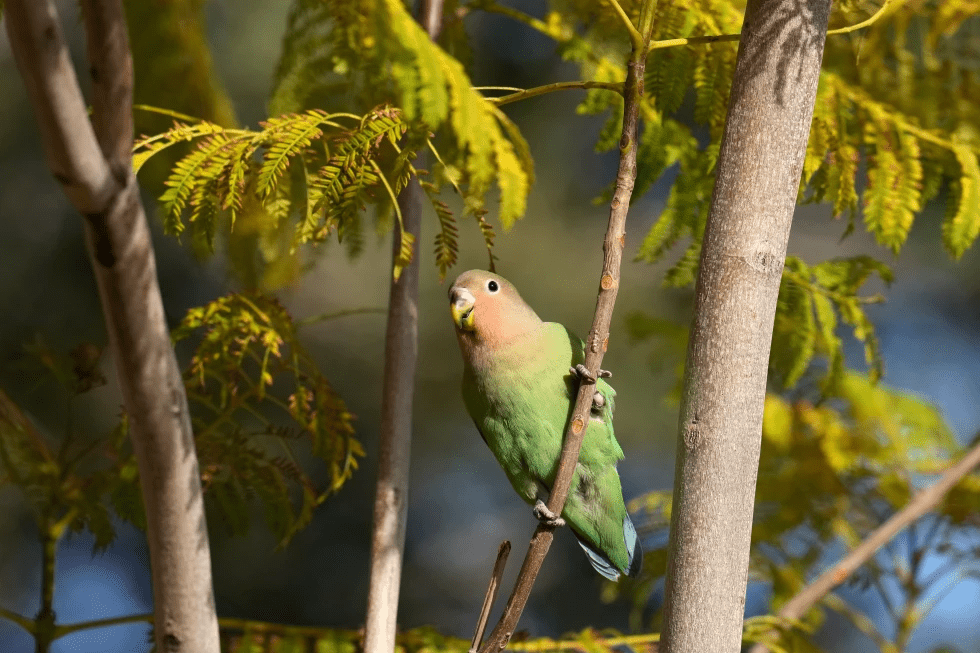 A lovebird sings in Encanto Park, Jan. 18, 2026, in Phoenix. (AP Photo/Ross D. Franklin)