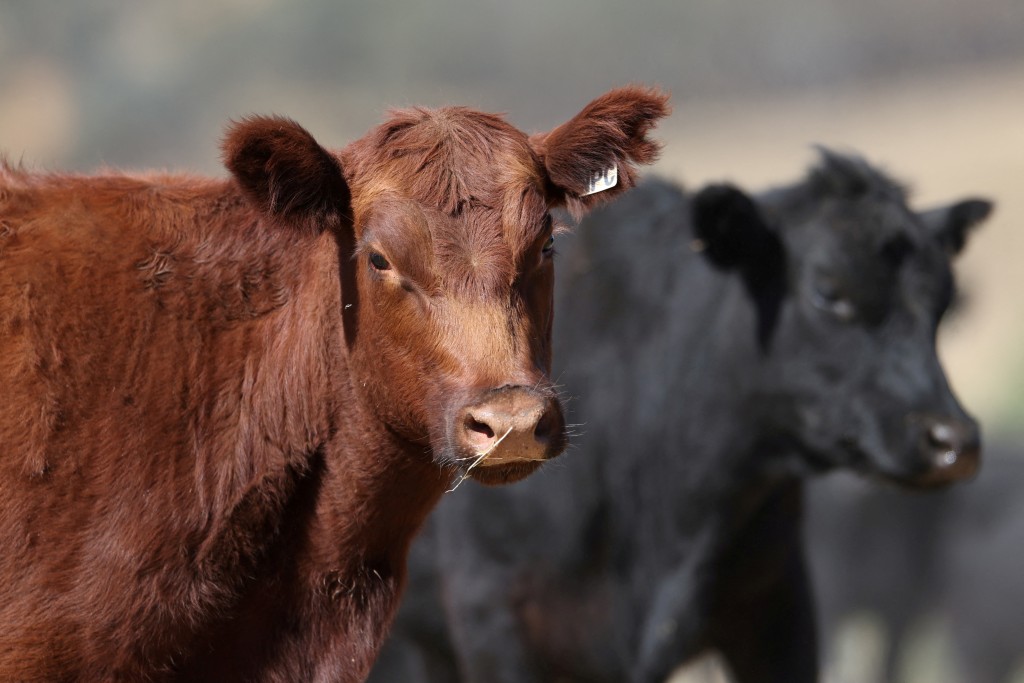 FILE PHOTO: Angus beef cattle react during a muster at Coombing Park farm in Carcoar, Australia, April 17, 2025. REUTERS/Hollie Adams/File Photo