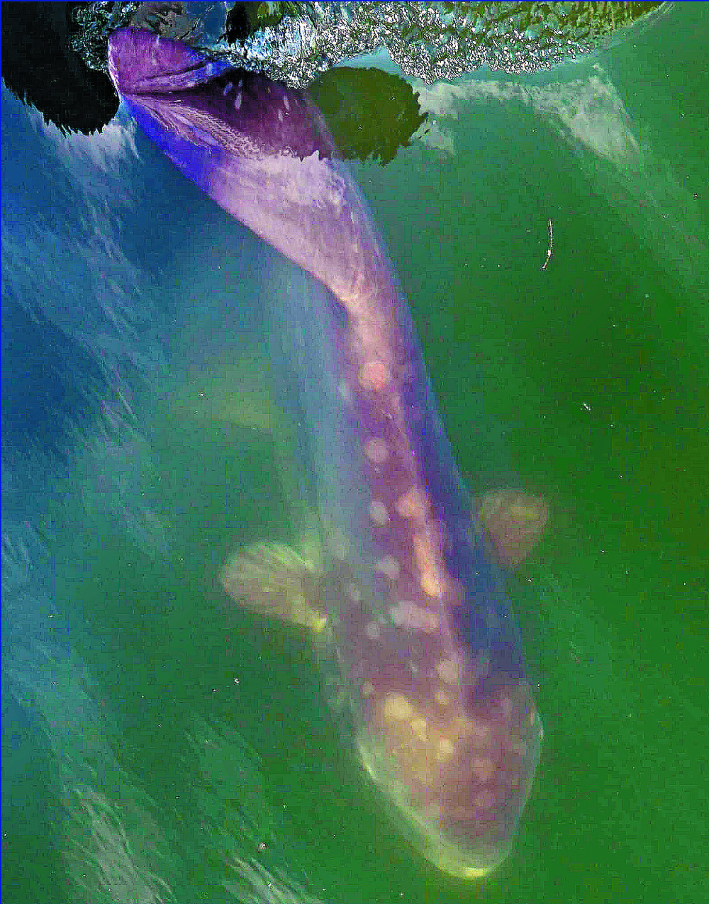 The rare sighting at Tuen Mun river near Lung Mun Oasis housing estate. Above: a mola mola at Hakkeijima Sea Paradise in Yokohama, Japan. The rare sighting at Tuen Mun river near Lung Mun Oasis housing estate. Above: a mola mola at Hakkeijima Sea Paradise in Yokohama, Japan.