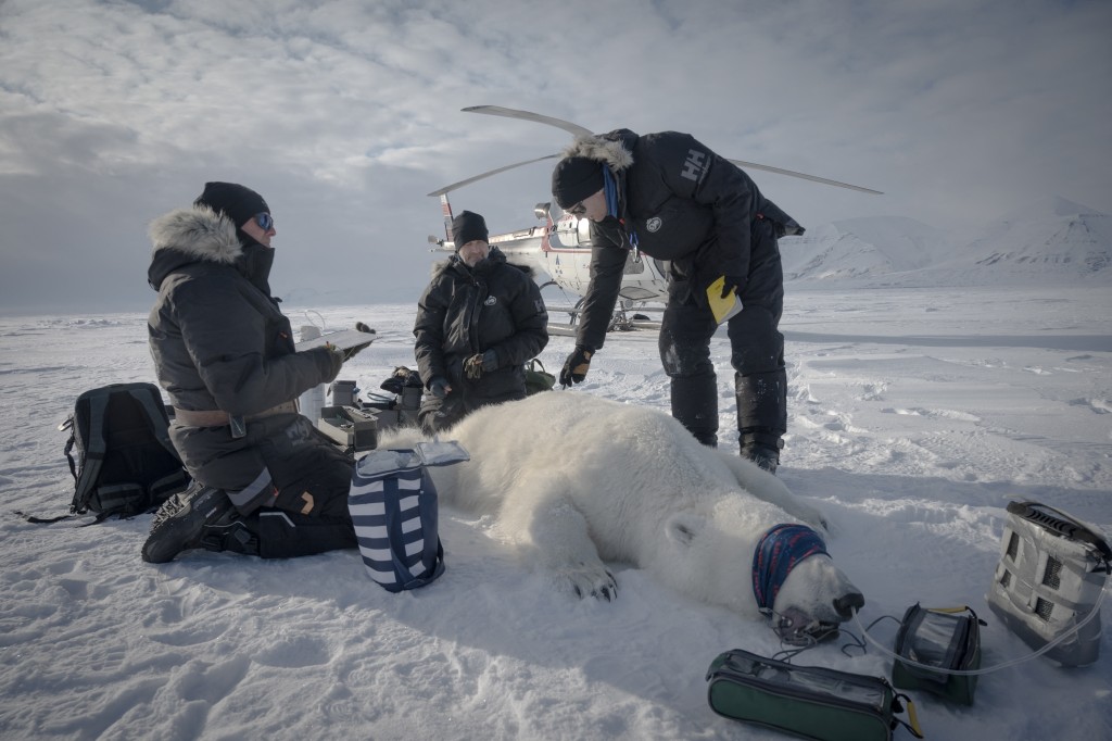 The head of the Polar Bear Program, Jon Aars (C) from Norway and Norwegian veterinarian Rolf Arne Olberg (R) measure a big male polar bear in eastern Spitzbergen, in the Svalbard archipelago, on April 17, 2025,.  Photo by OLIVIER MORIN / AFP