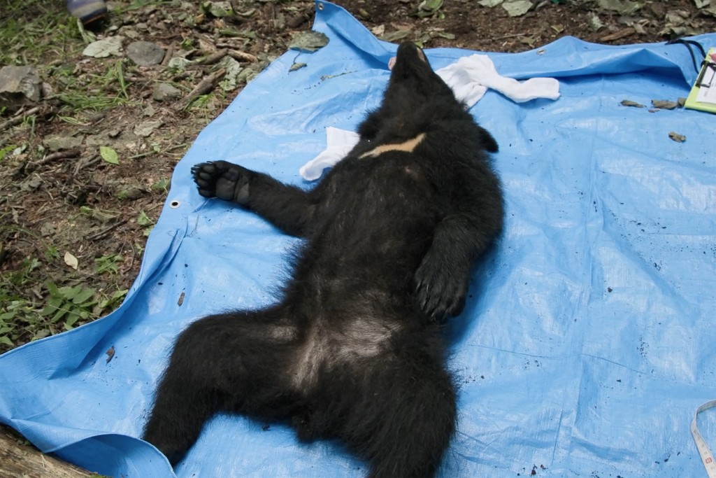 Photo by HARUMI OZAWA / AFP  This frame grab from an AFP TV video shows a small female black bear tranquillized on the ground as wild bear expert and Shinshu University professor Shigeyuki Izumiyama collects blood and fur samples for academic research in Ina, Nagano Prefecture, on July 14, 2026, before the researchers weigh and measure the bear, believed to be about 18 months old, before releasing it back into the wild.