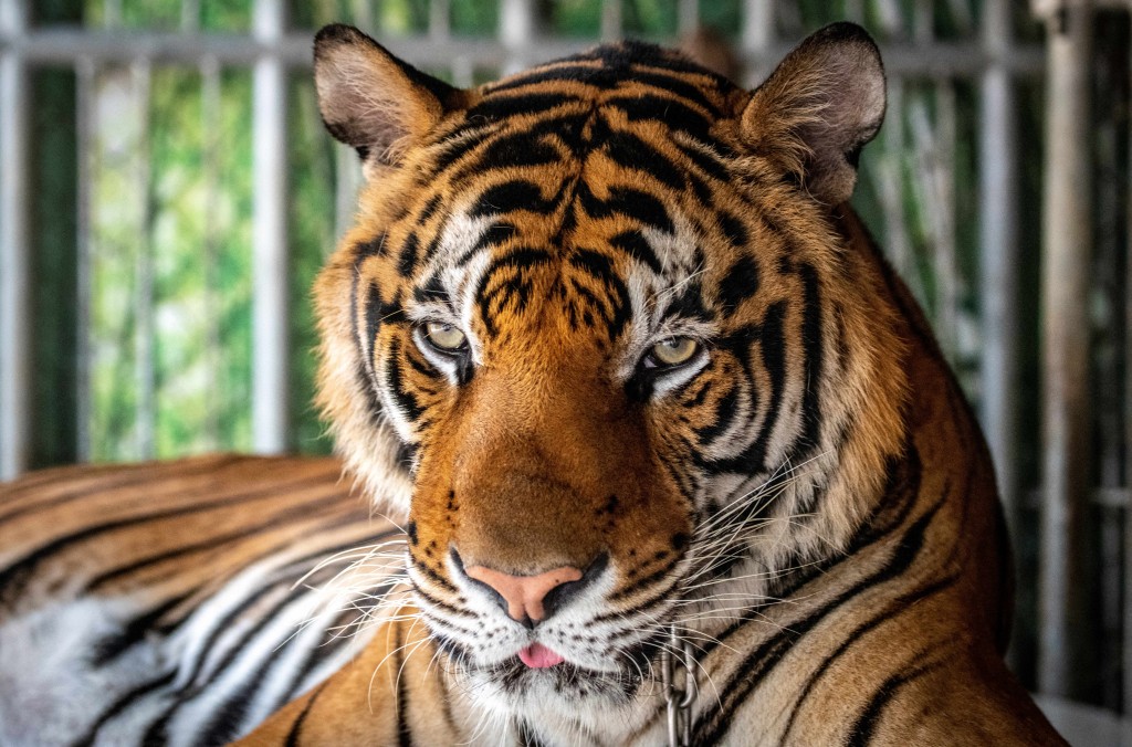 Photo by MLADEN ANTONOV / AFP. A tiger looks on while it is chained to be photographed by tourists at Chang Siam Park in Pattaya on February 12, 2020.