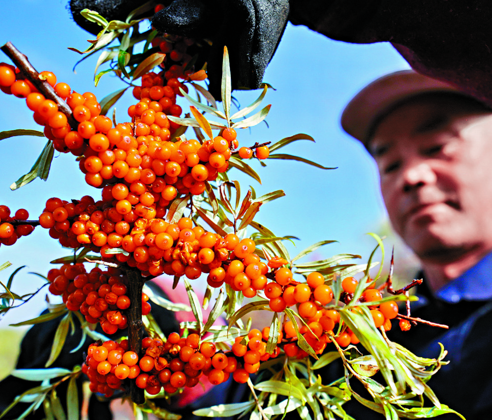 SUPERFOOD: Sea buckthorn berries are rich in vitamins and minerals. SUPERFOOD: Sea buckthorn berries are rich in vitamins and minerals.