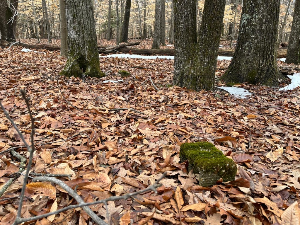 Photo by VICTORIA LAVELLE / AFP  A moss-covered cinder block is seen on the grounds of the House of Reformation for Colored Children, a closed down segregated juvenile detention facility that operated in the late 19th and early 20th century, in Cheltenham, Maryland, on February 17, 2026.