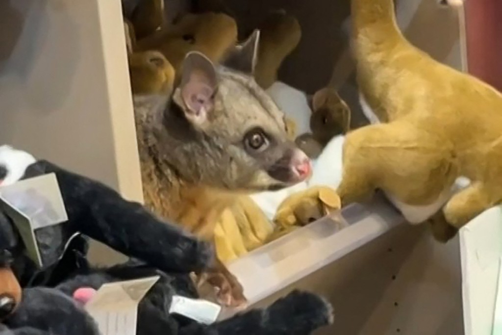 Photo by HANDOUT / VARIOUS SOURCES / AFP  This handout frame grab from UGC video footage by Melissa Oddie taken on March 18, 2026 and received via AFPTV shows a wild possum on a shelf among toys at Hobart Airport in Tasmania.