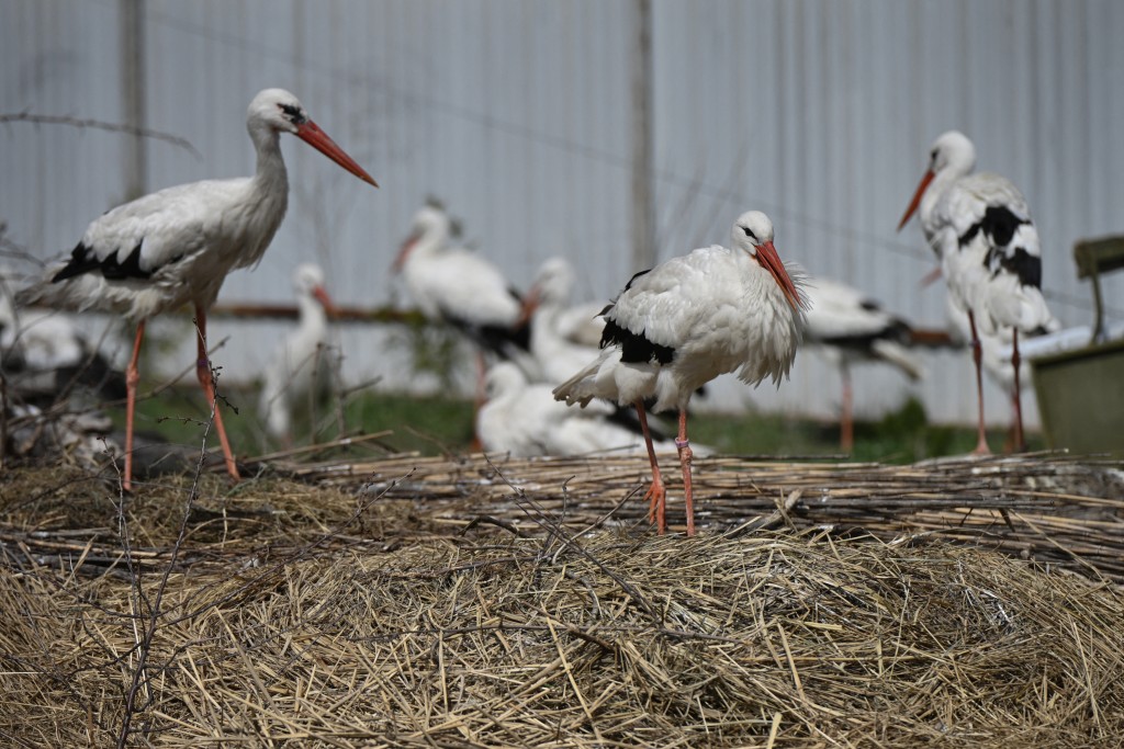 Photo by GENYA SAVILOV / AFP  Storks rest in an open aviary at the Sadyba Nyushanik centre in the village of Voropaiv, Kyiv region on April 28, 2026, amid the Russian invasion of Ukraine.