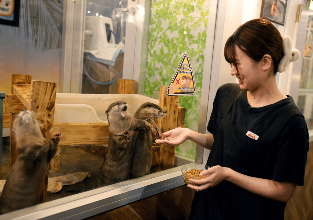 yaina Nozaki, manager of Owl Otter Cafe, holds food for Asian small-clawed otters at the cafe, which houses rescued animals, in Kamakura, Kanagawa Prefecture, Japan, September 24, 2026. REUTERS/Kim Kyung-Hoon