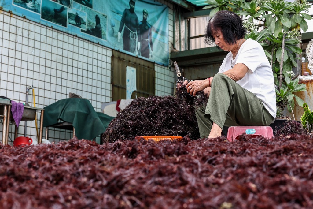 Photo by I-HWA CHENG / AFP  Wu Feng-chiao, 72, trims debris and other impurities from freshly harvested gelidium algae, locally known as "stone flowers", outside her home in Magang fishing village in New Taipei City on June 16, 2026.