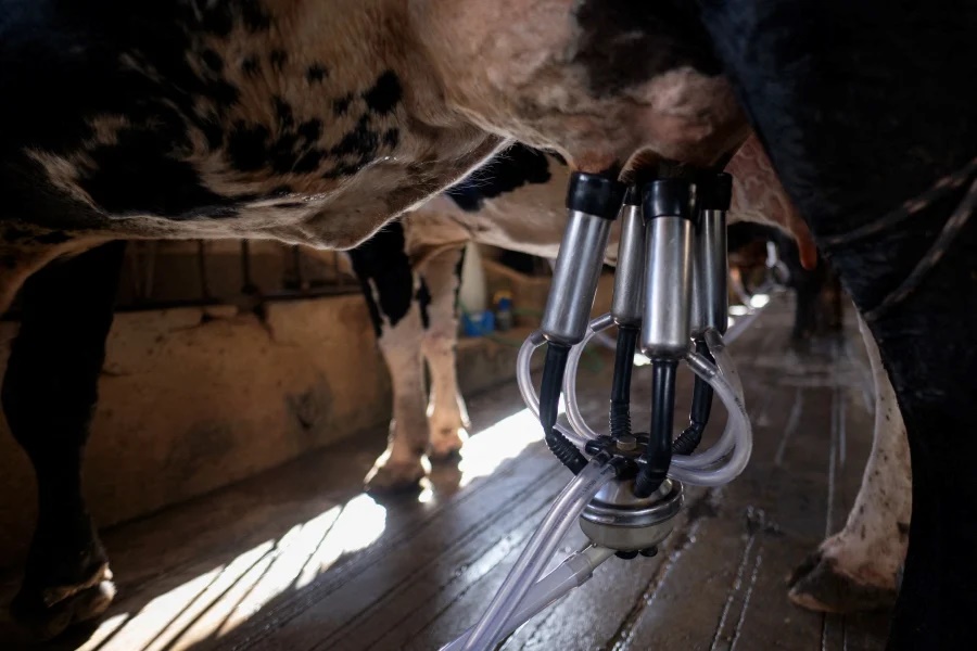A cow is mechanically milked at a milk production farm. -AFP/Douglas Magno A cow is mechanically milked at a milk production farm. -AFP/Douglas Magno
