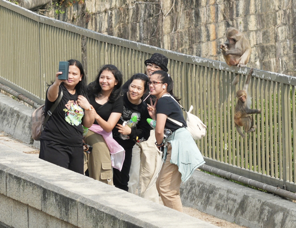 Visitors take a selfie with two monkeys in the background, while a man, below, tries to get the attention of another furry resident at Kam Shan Country Park. SING TAO Visitors take a selfie with two monkeys in the background, while a man, below, tries to get the attention of another furry resident at Kam Shan Country Park. SING TAO