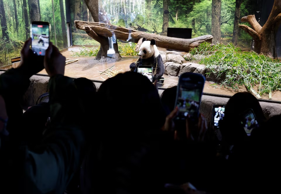 Visitors film and photograph four-year-old giant panda Lei Lei at Ueno Zoo, a day after news broke that Japan will return two giant pandas to China at the end of January 2026, in Tokyo, Japan, December 16, 2025. REUTERS/Kim Kyung-Hoon