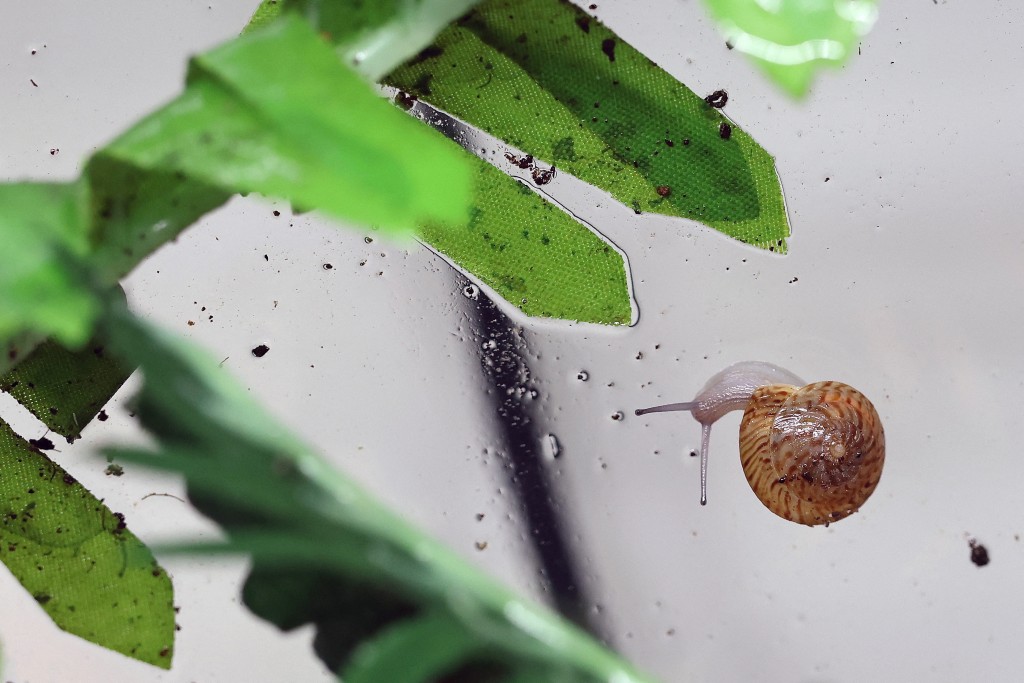 Photo by DARREN STAPLES / AFP  This photo taken on February 2, 2026 shows a greater Bermuda snail, which is part of a breeding programme, in a tank at Chester Zoo in Chester, north-west England.