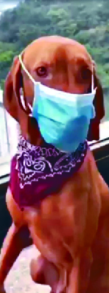 A clever Hong Kong dog pulls up its mask. A clever Hong Kong dog pulls up its mask.