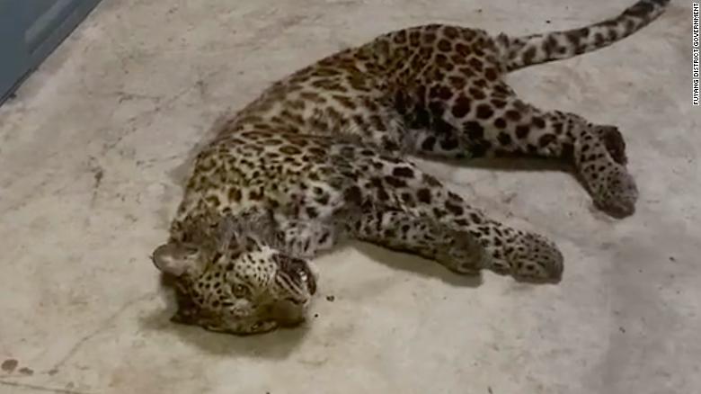 This partially sedated juvenile leopard was captured on May 8, having escaped a week earlier from a safari park in Hangzhou, China. This partially sedated juvenile leopard was captured on May 8, having escaped a week earlier from a safari park in Hangzhou, China.