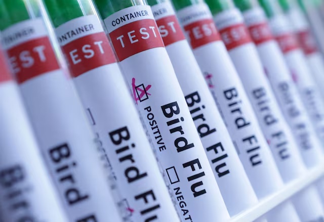 Test tubes are seen labelled "Bird Flu" words in this illustration taken, June 10, 2024. REUTERS/Dado Ruvic/Illustration