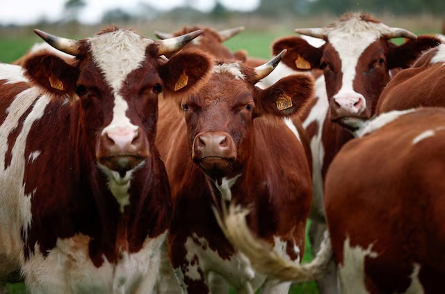 Cows graze in a field in Mouzeuil near Nantes, September 23, 2024. REUTERS/Stephane Mahe/File Photo