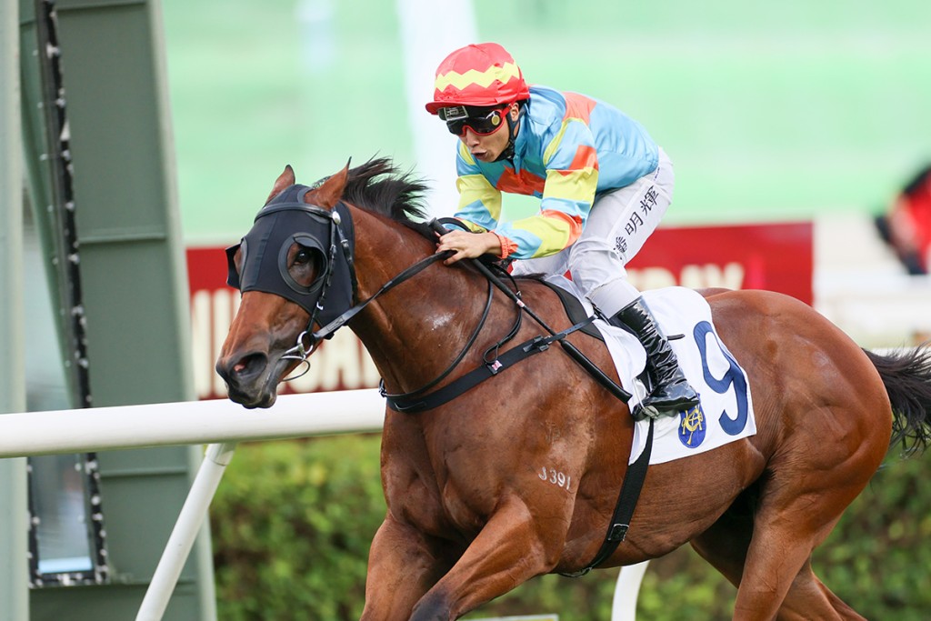 Ka Ying Attack is a sprinter in form for trainer David Hall. HKJC