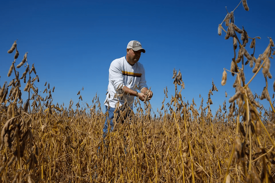 Brian Warpup inspects one of his soybean fields in Warren, Ind., Thursday, Sept. 11, 2025. (AP Photo/Michael Conroy) · Associated Press