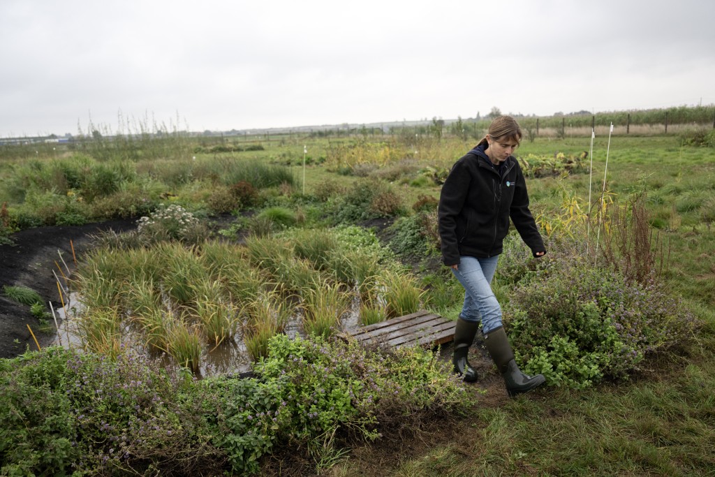 Photo by OLI SCARFF / AFP  Dr Nadine Mitschunas, an ecologist at the UK Centre for Ecology and Hydrology, inspects a crop of various rice species being grown on a trial site in rewetted peat soils on the Cambridgeshire Fens, in Pymoor, near Ely, eastern England on October 14, 2025.