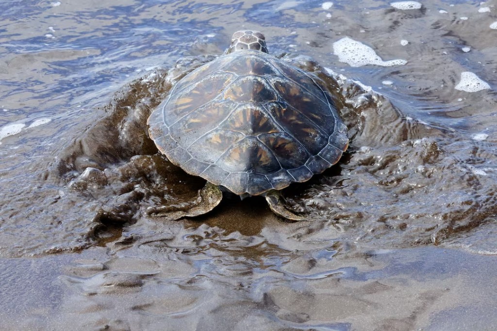 A green sea turtle named Solstice is released after six months of recovery, on Melenara Beach on the island of Gran Canaria, Spain, May 23, 2025. REUTERS/Borja Suarez