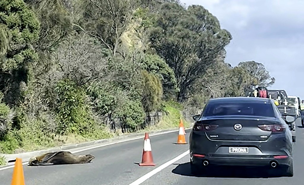 This frame grab from handout video footage by Laura Ellen taken on April 10, 2026 shows traffic along a road in the seaside Australian town of Dromana, located south of Melbourne in the southern state of Victoria, that was briefly diverted after a local seal decided to take a nap. (Photo by Handout / LAURA ELLEN / AFP)