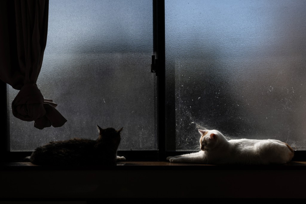 Photo by PHILIP FONG / AFP  In this picture taken on March 5, 2026, cats are seen at the animal shelter of former nuclear plant worker Toru Akama, in Namie, Fukushima prefecture.