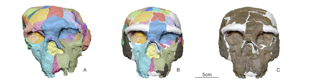 The digital reconstruction process used on an archaic human skull, called Yunxian 2, that was unearthed in 1990 in China's Hubei Province, is shown in this image released on September 25, 2025.   Xijun Ni/Handout via REUTERS
