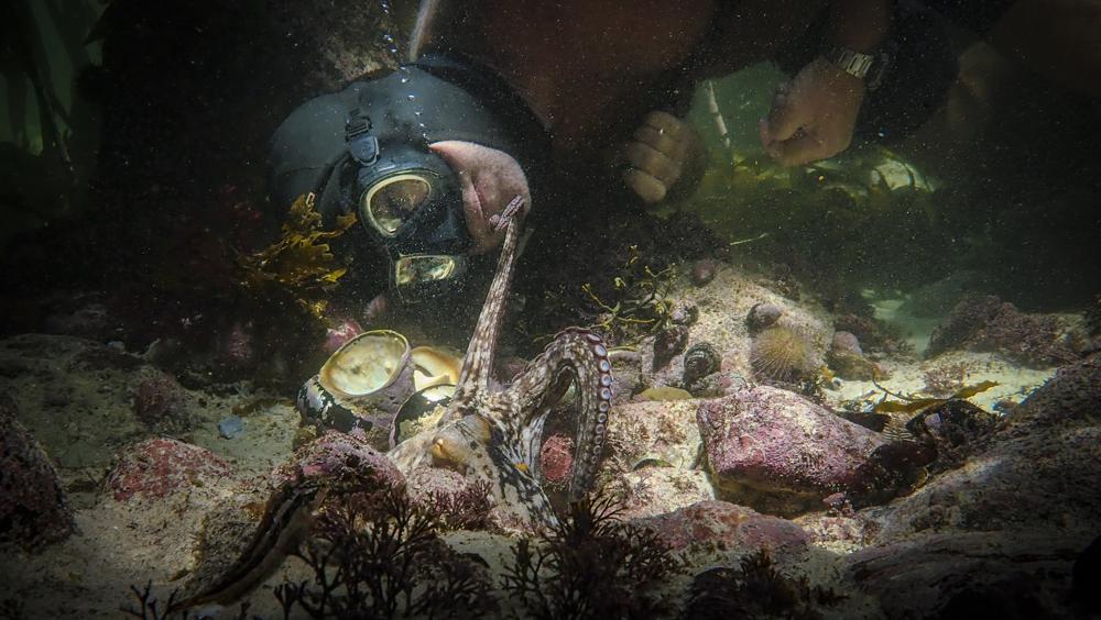 Craig Foster interacts with an octopus in a scene from the documentary, My Octopus Teacher. Craig Foster interacts with an octopus in a scene from the documentary, My Octopus Teacher.