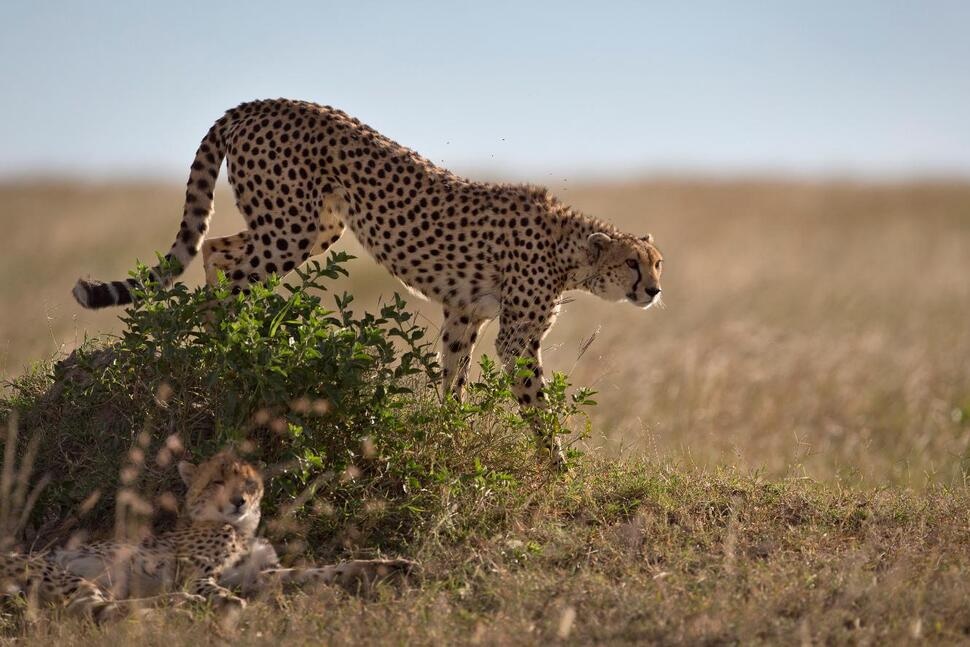 FILE - A cheetah descends from on top of a mound in the savannah of the Maasai Mara, Kenya, July 6, 2015. (AP Photo/Ben Curtis, File)