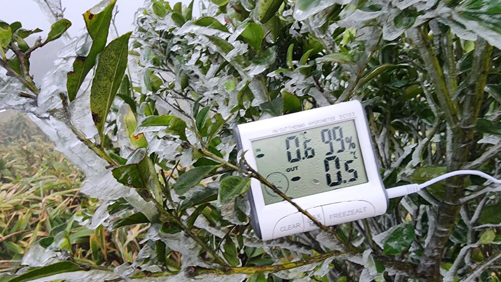 Frost is seen on plants on Tai Mo Shan, where some people brave the freezing weather despite repeated warnings from authorities. SING TAO Frost is seen on plants on Tai Mo Shan, where some people brave the freezing weather despite repeated warnings from authorities. SING TAO