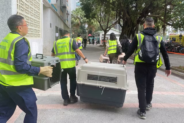 A team from the Society for the Prevention of Cruelty to Animals (SPCA) arrives with pet carriers to Wang Fuk Court housing complex, where a major fire erupted, in Hong Kong, China November 27, 2025. REUTERS/Jessie Pang