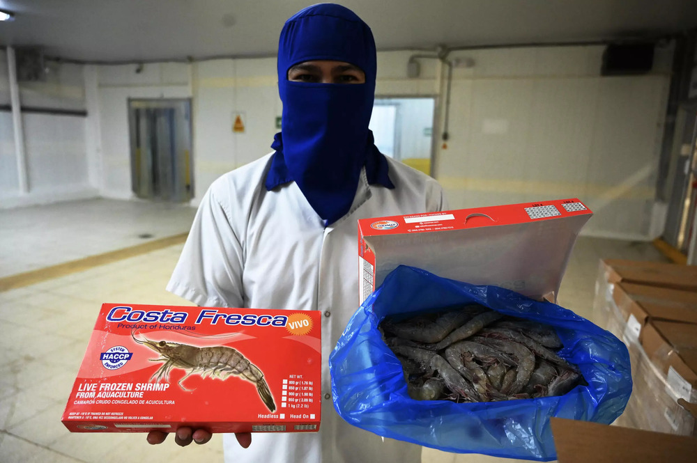 An employee displays shrimp that is exported to Taiwan from the Pacific coast of Honduras (AFP) An employee displays shrimp that is exported to Taiwan from the Pacific coast of Honduras (AFP)