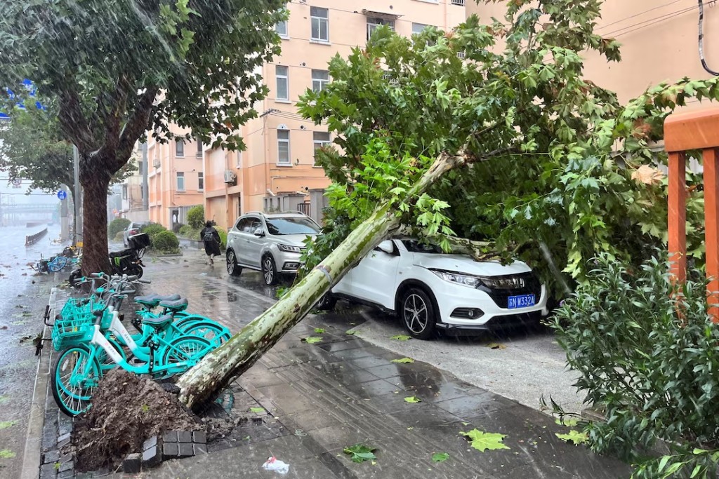A fallen tree is seen on the streets amid heavy rainfall, after Typhoon Bebinca made landfall in Shanghai, China September 16, 2024. REUTERS/Xihao Jiang