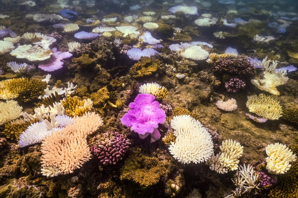 Bleached and dead coral around Lizard Island on the Great Barrier Reef © DAVID GRAY / AFP Bleached and dead coral around Lizard Island on the Great Barrier Reef © DAVID GRAY / AFP