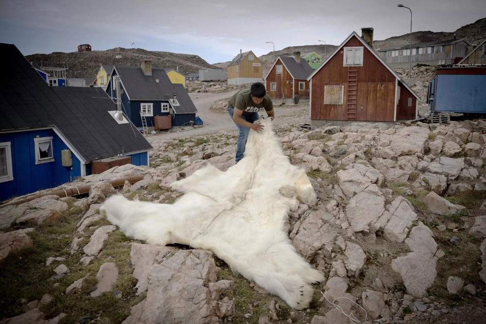 Hunter Peter Arqe-Hammeken unfurls a polar bear fur near his home in Ittoqqortoormiit, Greenland © Olivier MORIN / AFP Hunter Peter Arqe-Hammeken unfurls a polar bear fur near his home in Ittoqqortoormiit, Greenland © Olivier MORIN / AFP