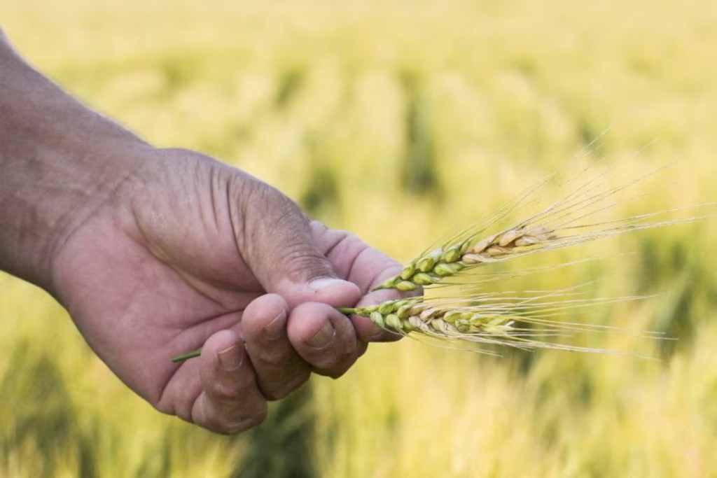 A person holds a head of wheat afflicted with fusarium head blight, also known as scab, which can damage yields and cause vomiting if consumed, in McClusky, North Dakota, U.S., July 24, 2024. REUTERS/Heather Schlitz/File Photo