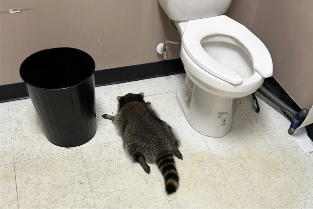  In this photo provided by Samantha Martin, a drunk raccoon is seen passed out in a liquor bathroom on Saturday, Nov. 29, 2025, in Ashland, Va. (Samantha Martin/Hanover County Protection via AP)