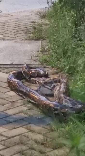 Photo on the internet. 