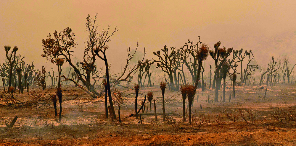 Scientists worry that many trees charred by wildfires, such as these in California, will never grow back. afp Scientists worry that many trees charred by wildfires, such as these in California, will never grow back. afp